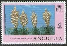 Spanish Bayonet (Yucca)