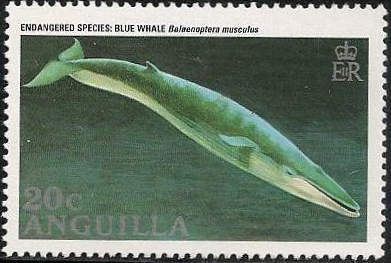 Blue Whale (Balaenoptera musculus)