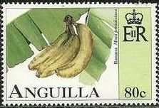 Banana