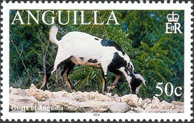 Black and White Goat