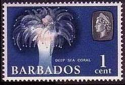 Deep Sea Coral