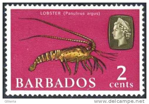 Caribbean Spiny Lobster (Panulirus argus)