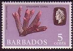 Staghorn Coral (Acropora cervicornis)