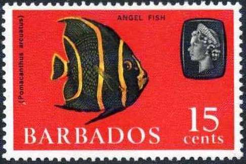 Gray Angelfish (Pomacanthus arcuatus)
