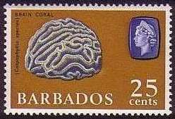 Brain Coral (Colpohyllia sp.)