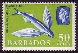 Fourwing Flyingfish (Hirundichthys affinis)