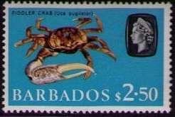 Fiddler Crab (Uca vocans)