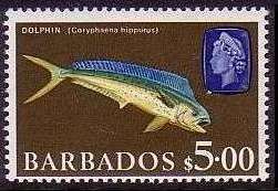 Coryphaena Hippurus