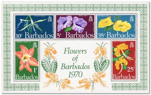 Barbados Easter Lily (Hippeastrum equestre)
