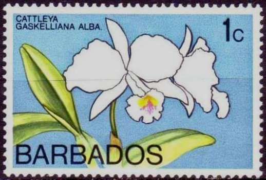 Cattleya gaskelliana (syn.Cattleya gaskelliana var.alba)