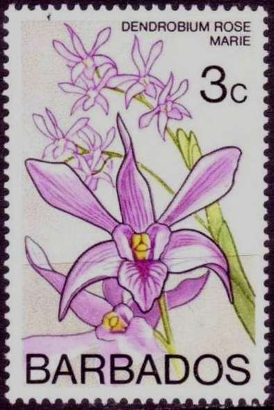 Dendrobium Rose Marie