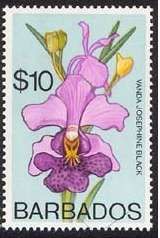 Papilionanda Josephine Black (syn.Vanda Josephine Black)