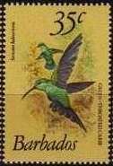 Green-throated Carib (Sericotes holosericeus)