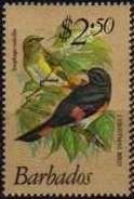 Christmas Bird (Setophaga ruticilla)