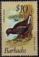 Red-Seal Coot (Gallinula chloropus)