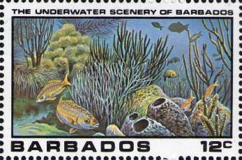 Underwater Scene - Yellow-tailed Snapper