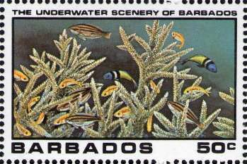 Underwater Scene