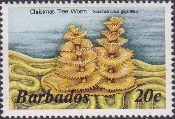 Christmas Tree Worm (Spirobranchus giganteus)