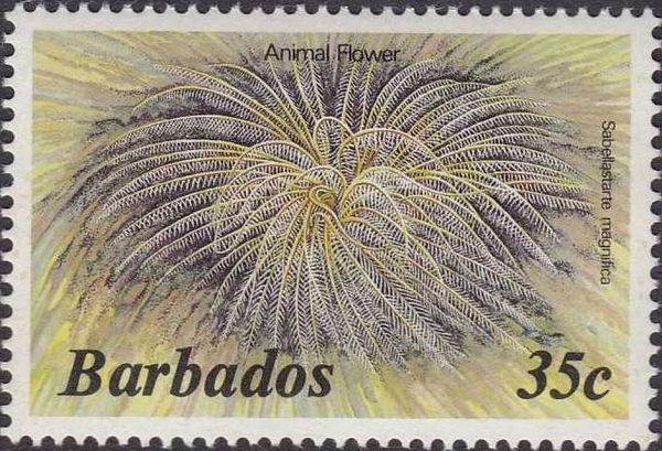 Magnificent Feather Duster (Sabellastarte magnifica) 