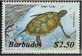 Green Sea Turtle (Chelonia mydas)