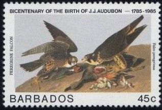 Peregrine Falcon (Falco peregrinus)