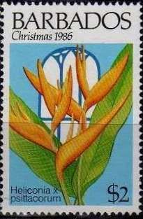 Heliconia rostrata