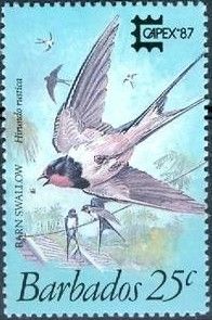 Barn Swallow (Hirundo rustica)