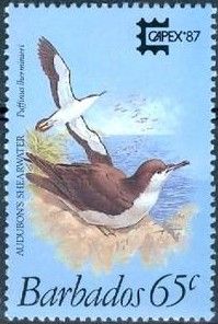 Audubon's Shearwater (Puffinus lherminieri)