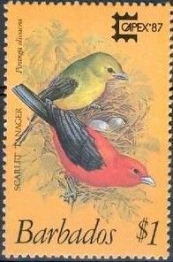 Scarlet Tanager (Piranga olivacea)