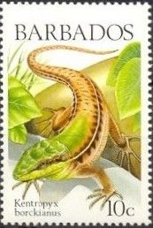 Guyana Kentropyx (Kentropyx borckianus)
