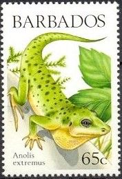 Barbados Anole (Anolis extremus)