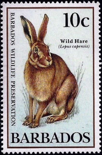 Wild Hare (Lepus capensis)