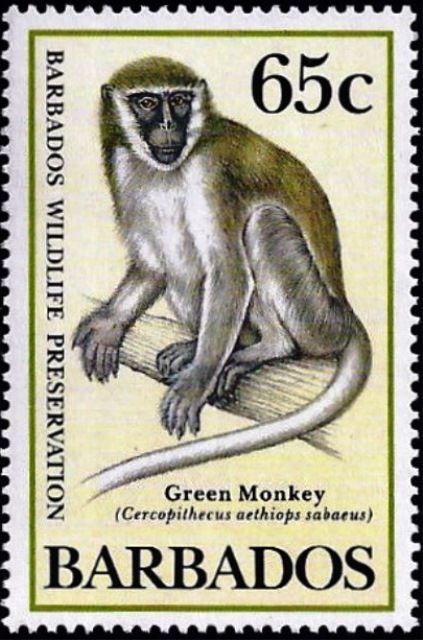 Green Monkey (Cercopithecus aethiops sabaeus)