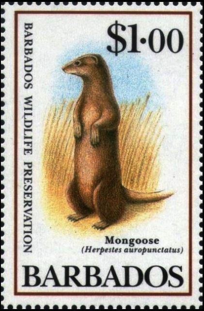 Small Indian Mongoose (Herpestes auropunctatus)