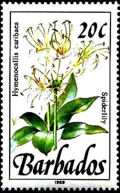 Spiderlily (Hymenocallis caribaea)
