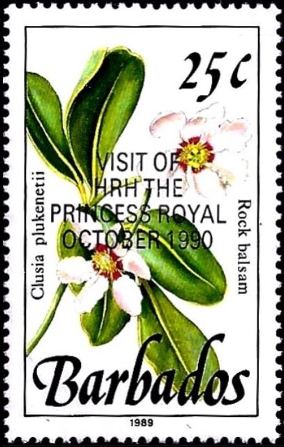 Rock balsam (Clusia plukenetii)
