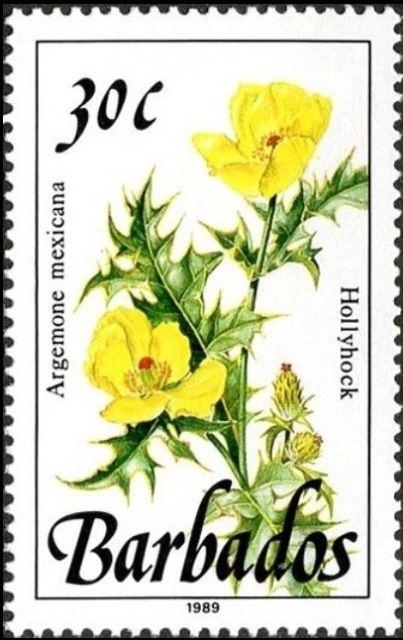 Hollyhock (Argemone mexicana)
