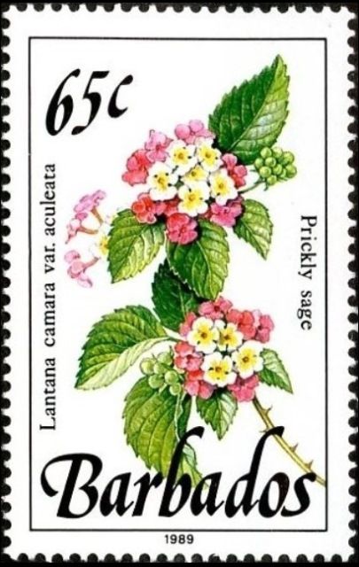 Prickly sage (Lantana camara var. aculeata)