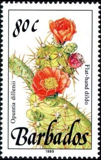 Flat-hand dildo (Opuntia dillenii)