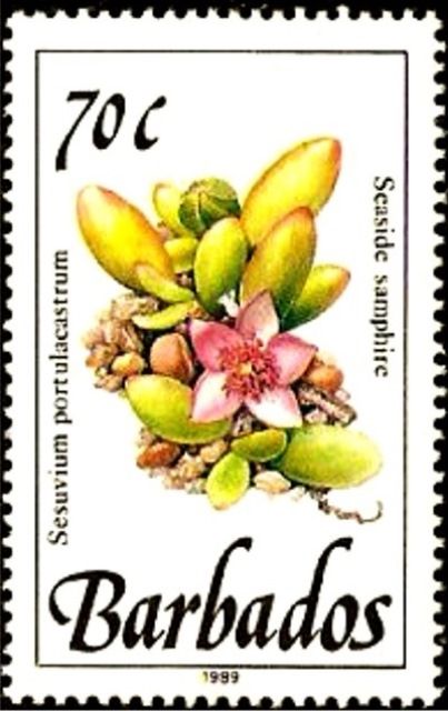 Rodwood (Myrcia citrifolia)