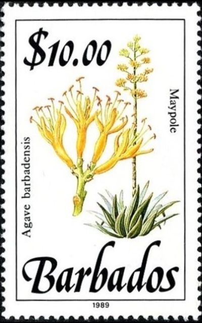 Maypole (Agave barbadensis)