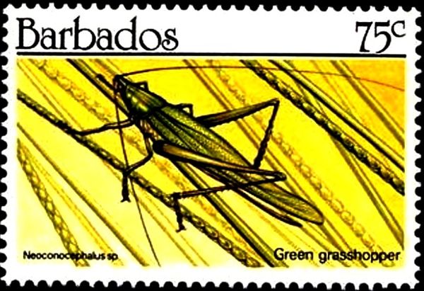 Green Grasshopper (Neoconocephalus sp.)