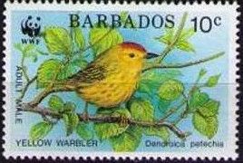 Yellow Warbler (Dendroica petechia)