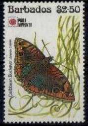 Polydamas Swallowtail (Battus polydamas)