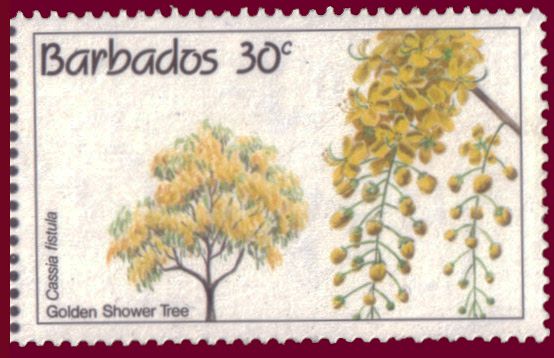 Golden Shower Tree (Cassia fistula)