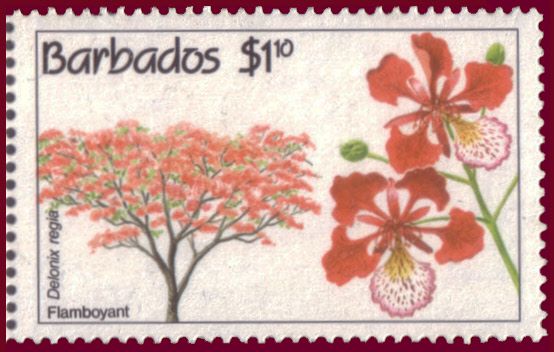 Flamboyant (Delonix regia)