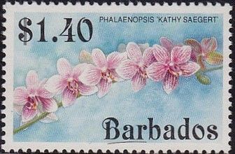Phalaenopsis Kathy Sagaert