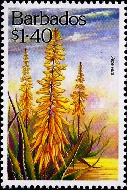 Aloe (Aloe vera)