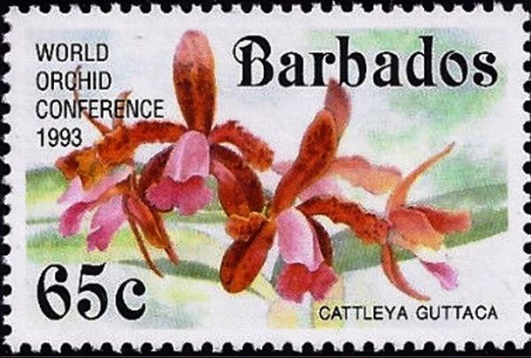 Cattleya guttata - overprinted