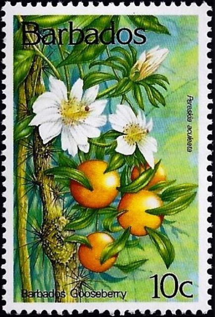 Phalaenopsis Kathy Sagaert - overprinted